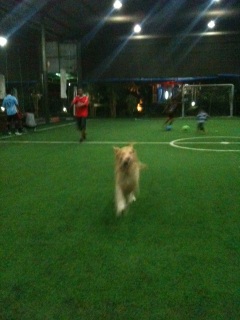 Futsal���ԓ���